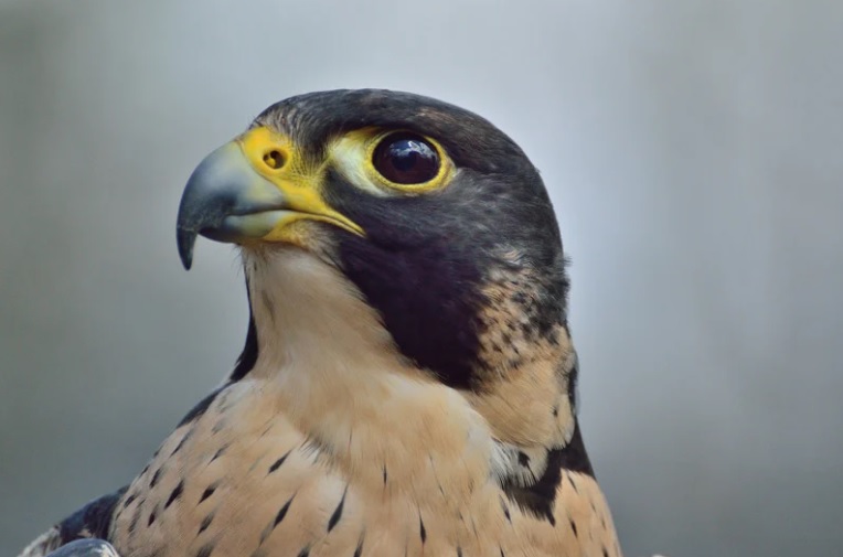 raptor