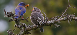 Cowichan Valley bluebirds