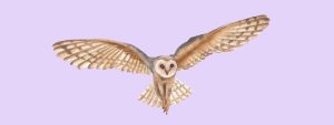 poetry owl